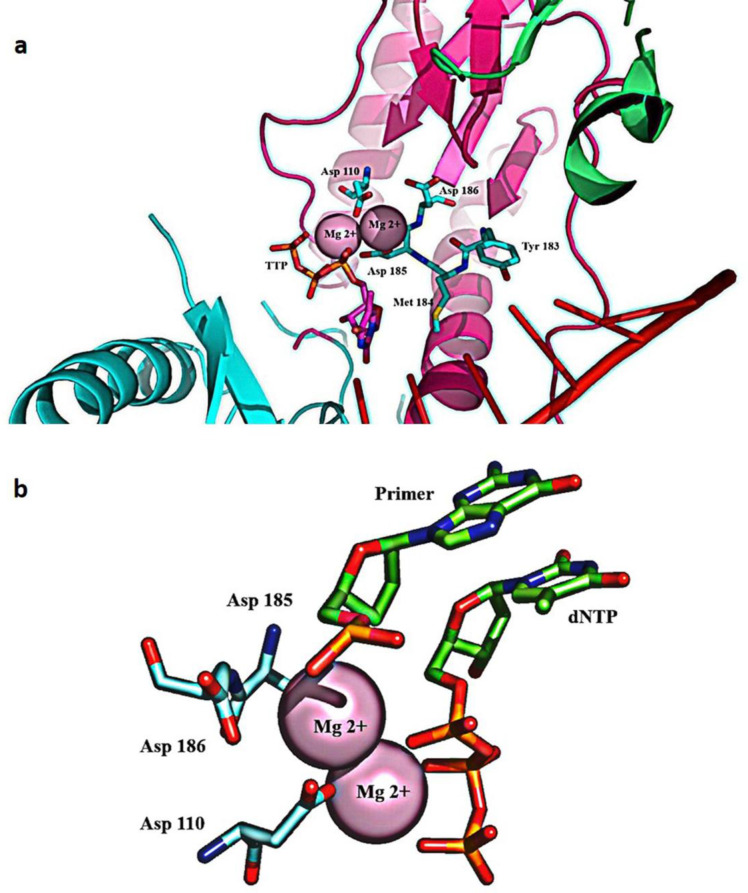(a) The polymerase active site comprises two magnesium coordinating catalytic aspartate residues in the palm subdomain of p66. D185 and D186 are part of the YXDD motif, highly conserved in retroviral RTs; (b) Magnesium coordination at the polymerase active site of RT