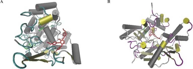 3D secondary structure of COX-2 (A) and iNOS (B) binding site that shows the three dimensional position of TZD-OCH2CH3 at the binding site of the protein