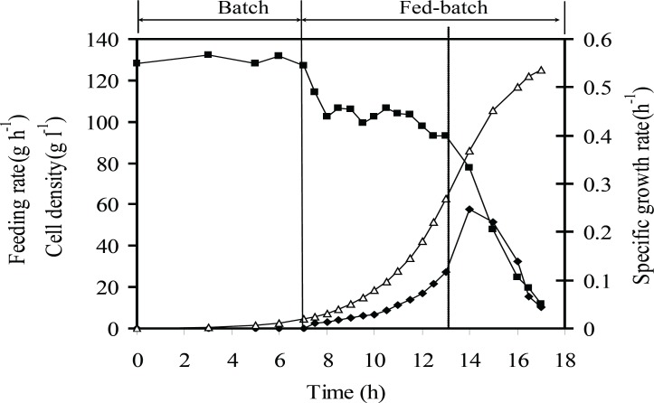 Growth kinetic of E.coli BL21 (DE3) (pET3a-ifnγ) under the optimum induction conditions. The dotted line indicates induction time. Specific growth rate (h-1) (■), cell density (g L-1 DCW) (Δ), feeding rate (g h-1) (♦). The dotted line indicates induction time