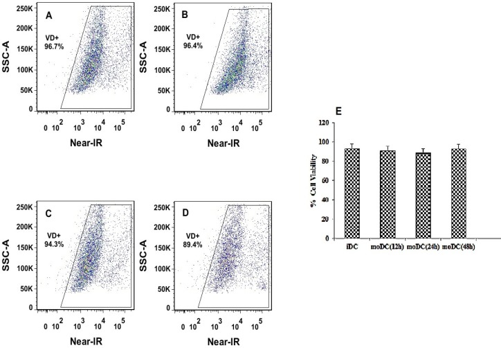 Flow cytometry analysis of moDCs viability, before and after transfection with NPs. The dot plots show Near-IR fluorescence on the x-axis and count cells on the y-axis. Gates were drawn based on un-staining Mo-DCs (row cells). Percentages of dead cells (left corner) and viable cells (right corner) are indicated. (A) The percent viability of iDC calls before transfection with PLGA/PEI nanoparticles. (B-D) The percent viability of moDC calls after transfection with PLGA/PEI nanoparticles at 12, 24 and 48 h after exposure respectively. (E) Comparison of the mean viability of moDCs cells before and after exposure to nanoparticles (at 12, 24, 48 h, respectively). Measurements were repeated in triplicate for each time and the standard errors are shown