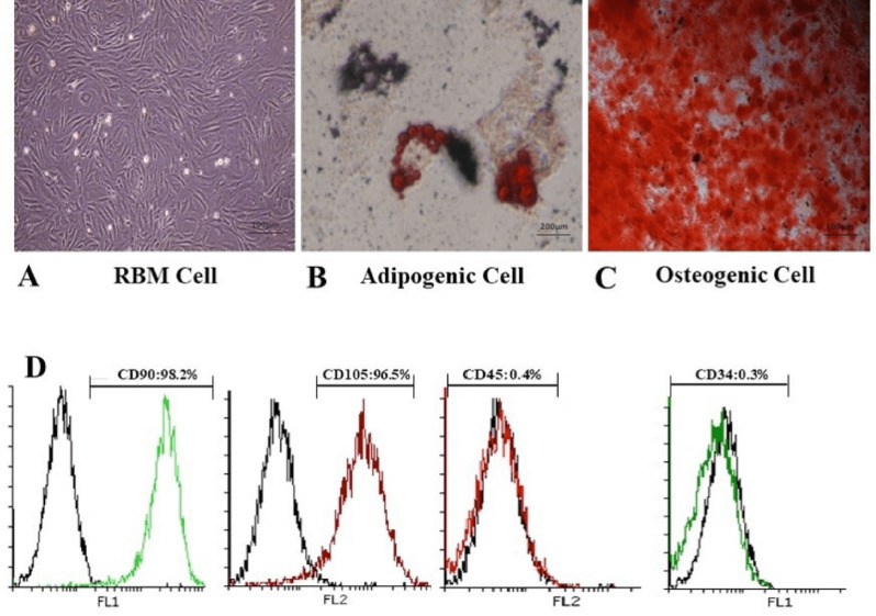 Characterization of rat bone marrow cells. Differentiation of RBM cells in induction media for osteogenic and adipogenic differentiation. (A) Established RBM cells after 2 passages were used as control for confirmation of differentiation. (B) Differentiation to adipogenic lineage was confirmed with lipid condensations through cell cytoplasm stained by Oil red, 14 days after culture in induction medium compared to RBM cells. (C) Calcified structures were evaluated in osteocyte stained by Alizarin red, 21 days after culture in induction medium. (D) Evaluation of RBM cell markers expression showed more than 95% in CD90, CD105 and less than 0.5% in CD45 and CD34 markers by flowcytometry which verified stem cell property of RBM cells