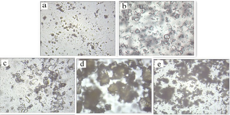 Optical microscopy of diosmin (a), HPβCD (b), physical mixture (c), kneaded (d) and freeze-dried (e) products at magniﬁcation of ×100.