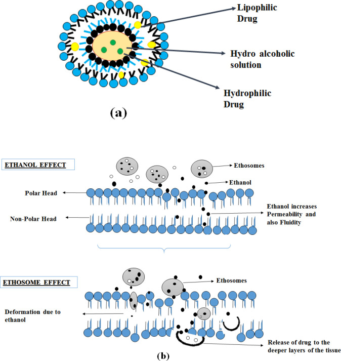 Ethosome (a) Structure and (b) Mechanism of action