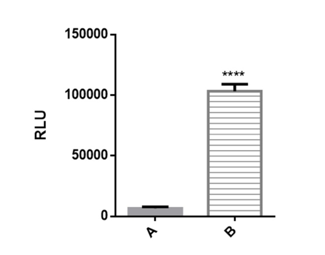 Figure 2. Luciferase reporter activity in transiently transfected Huh7-CMV-luc cells. Recombinant cells were seeded overnight in 24 well plates at 2 × 105 cells per well. After 24 h luciferase activity was assessed by measuring luciferase activity in cell lysates. Transfected cells with recombinant vector including CMV enhancer element (column B) showed significant increase in luciferase activity compared to control cells which have PGL4.26 plasmid with minimal promoter lacking CMV fragment (column A).
