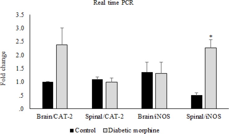 CAT-2 and iNOS gene expression. Comparison of CAT-2 and iNOS gene expression between control and diabetic morphine groups in spinal cord and brain. Data are expressed as means ± S.E.M. *P < 0.05 indicates significant increase in diabetic morphine group compared to the control group
