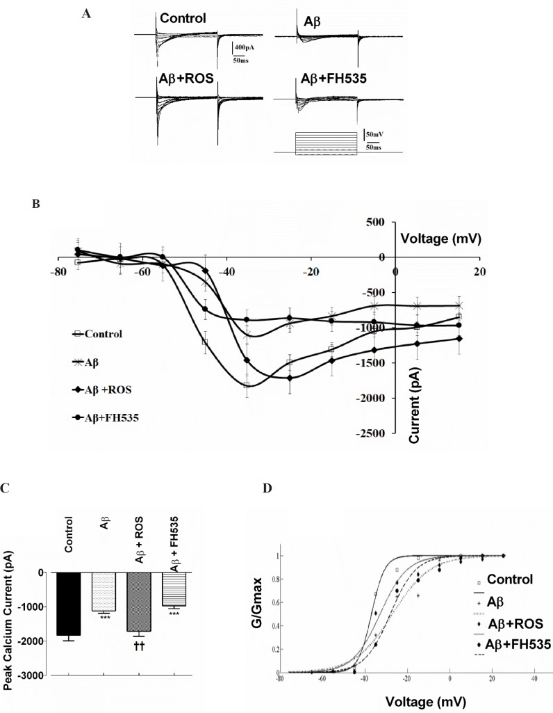 Effect of PPAR activation and inhibition on Aβ-induced alterations in Ca2+ channel currents. Representative macroscopic Ca2+ currents showing the effect of Aβ treatment alone or in combination with either a PPAR agonist or inhibitor. Currents were elicited by depolarizing voltage steps in 10 increments from -75 to 25 mV. Holding potential was -65 mV. (A) The pulse protocol is depicted at the bottom. (B) Current-voltage relationships and (C) average Ca2+ current peak amplitude for cultured pyramidal neurons in different conditions. (D) Normalized Ca2+ channel activation curves in control and following exposure to Aβ alone and after pre-treatments with either rosiglitazone or FH535. ***indicates P < 0.001 versus control neurons and ††indicates P < 0.01 versus Aβ alone-treated neurons