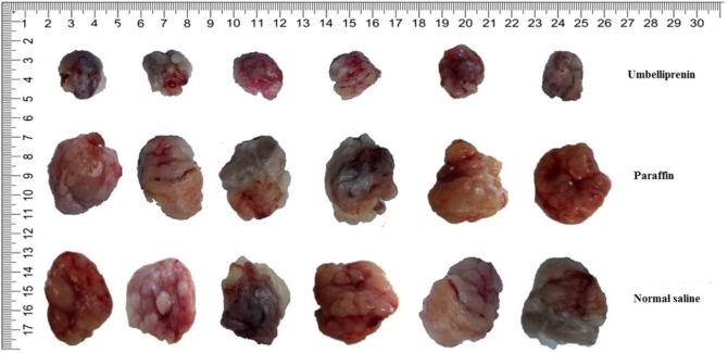 photographs of tumors extracted from the 6 mice at the end of study