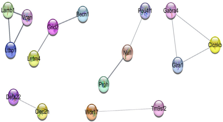 The six connected units of 16 genes in the direct connections. Four connected units with three nodes and the other two components with two nodes. Due to the poor interactions between the queried DEGs, the rest of the DEGs were isolated