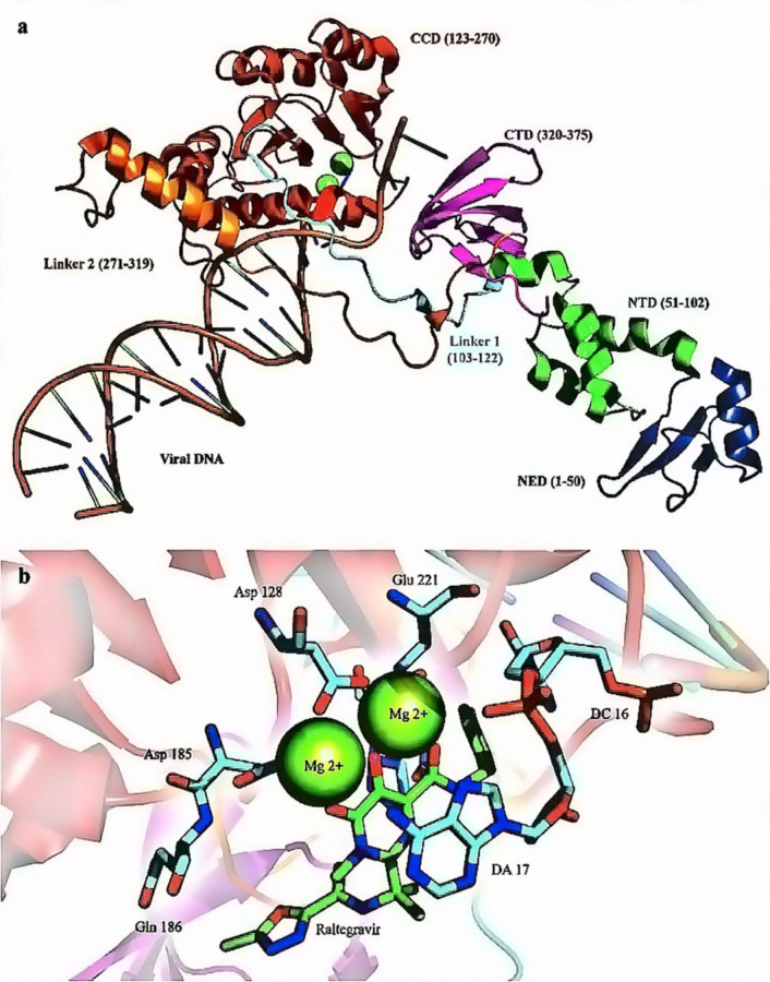 (a) X-ray crystallographic structure of HIV-1 IN (PDB ID: 3OYA). The enzyme is crystallized bound with the nucleic acid template (orange); (b) The IN active site comprises three magnesium coordinating catalytic residues in the palm subdomain, D128, D185, and E221