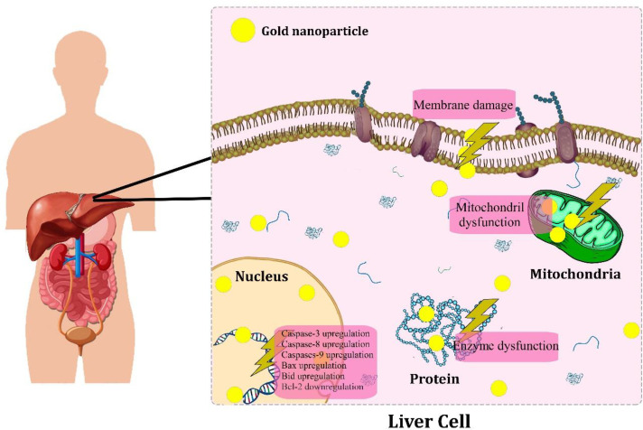 Schematic anti-cancer mechanisms of biogenic AuNPs against hepatic cancer
