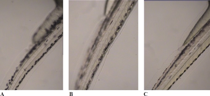 Effects of melanogenic inhibitors on the pigmentation of zebraﬁsh embryos. (A) without inhibitor, (B) D. simplex and (C) kojic acid