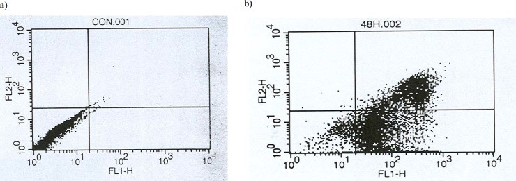 A flow cytometry scheme in evaluation of: (a) Control group (the cells in the absence of extract) (b) Sample cells (the cells in the presence of LC50 concentration of filtered leaf extract) after incubation for 48 h. The cells were harvested, stained with Annexin V/FLUOS (FL-I) and propidium iodide (PI, FL-2) and analyzed by flow cytometry. Four populations are resolved. Living cells or Annexin- V/FLUOS (-) /PI (-) [LL] are seen in the lower left quadrant. Cells that are Annexin V/FLUOS (+)/PI (-) [LR] are apoptotic (lower right). The cell population with Annexin V/FLUOS (+)/PI (+) [UR] has been described as necrotic or advanced apoptotic (upper right) and Annexin V/FLUOS (-)/PI (+) [UL] may be bare nucle cells in late necrosis, or cellular debris (upper left).