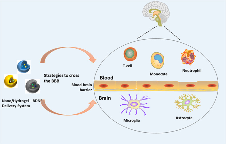 Nano/hydrogel—BDNF delivery system and the blood-brain barrier