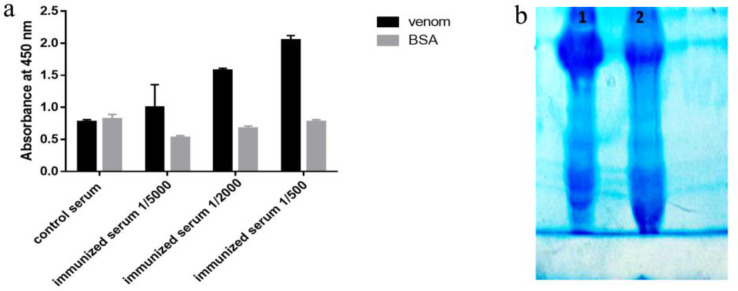 (A) Assessment of rat immunization after four stage venom injection by ELISA. The results show that in different dilutions of immunized serum, the absorption rate of toxin versus non-specific antigen (BSA) was significantly higher. (B) Result of semi-purification of polyclonal antibody surveyed on 7% SDS PAGE. Line 1: immunized serum Line 2: control serum