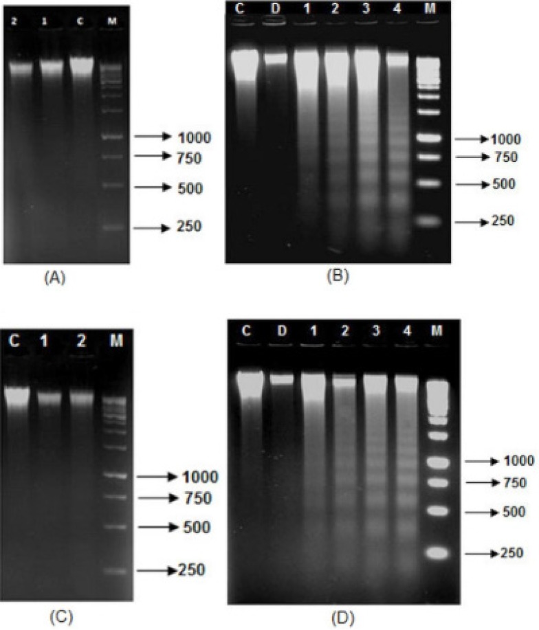 DNA fragmentation assay in AGS cells treated with different concentrations of F. angulata Boiss. leaf and flower extracts by 1% agarose gel electrophoresis (M stands for DNA marker, C stands for control, D stands for 1% DMSO–treated cells). A) AGS cells treated with 160 µg/mL (line 1), 200 µg/mL (line 2) leaf extracts for 24 h. B) AGS cells treated with leaf extracts for 48 h. 1 stands for 80 µg/mL. 2 stands for 120 µg/mL. 3 stands for 160 µg/mL. 4 stands for 200 µg/mL. C) AGS cells treated with 200 µg/mL (line 1), 240 µg/mL (line 2) flower extracts for 24 h. D) AGS cells treated with flower extract for 48 h. 1 stands for 120 µg/mL. 2 stands for 160 µg/mL. 3 stands for 200 µg/mL. 4 stands for 240 µg/mL.