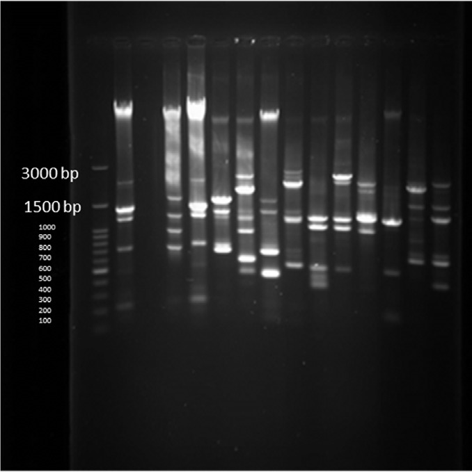 PFGE test results on 14 human samples (11 integron I positive and 1 Integron negative samples) and one Integron I positive and 1 Integron I negative samples from animals