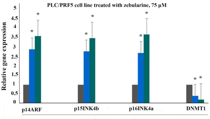 The relative expression level of p16INK4a, p14ARF, p15INK4b, and DNMT1 genes in the PLC/PRF5 cells treated with zebularine (74.65 μM) versus control groups at 24 and 48 h. The first column of each group belongs to the control group and the others belong to the treated cells with zebularine at 24 and 48 h. Asterisks (*) indicate significant differences between the treated and untreated groups