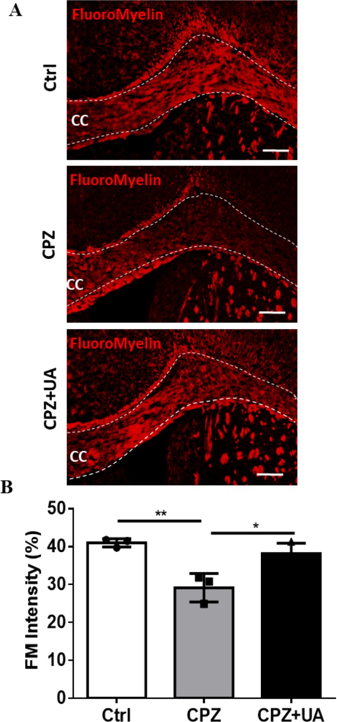 Effect of UA on the extent of demyelination area in corpus callosum. (A) FluoroMyelin (FM) staining against myelin for the control (Ctrl), cuprizone (CPZ), and cuprizone+UA (CPZ+UA) groups. (B) Quantitative analysis of the demyelination intensity in FM-stained sections. Ctrl: animals which received normal food and water, CPZ: animals which received normal water and cuprizone food, CPZ+UA: animals which received cuprizone food and UA in drinking water. *p < 0.05, **p < 0.01 compared to the CPZ group. *p < 0.05, **p < 0.01 compared to the CPZ group. CC: Corpus callosum. Scale bars: 100 μm