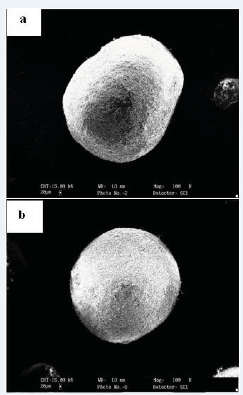 SEM photographs of the agglomerates dried with the highest (a) and the lowest (b) drying rate constant.