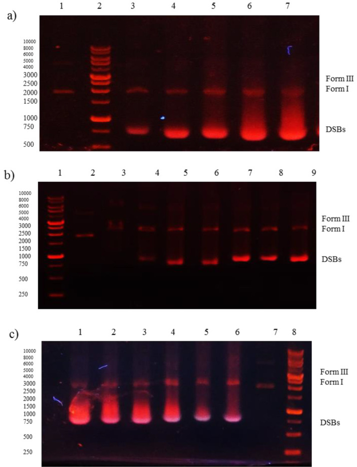 Gel electrophoresis (1% agarose) of plasmid DNA treated with Microindoline 581; a) lane 1, DNA + H2O2 (50 µM) (negative control), lanes 3-7, DNA + H2O2 (50 µM) treated with 1.5 mM, 2 mM, 2.5 mM, 3 mM and 6 mM of Microindoline 581, respectively, at 37 °C for 1 h; b) lane 2, DNA + H2O2 (50 µM) (negative control), lanes 3-9, DNA + H2O2 (50 µM) treated with 300 µM of Microindoline 581, 1 h, 3 h, 6 h, 9 h, 16 h, 20 h and 24 h, 37 °C respectively; c) lane 1, DNA + H2O2 (50 µM) + 1.5 mM of Microindoline 581, lane 2, DNA + H2O2 (50 µM) + 1.5 mM of Microindoline 581 + 100 µM of DMSO, lane 3, DNA + H2O2 (50 µM) + 1.5 mM of Microindoline 581+ 100 µM of KI, lane 4, DNA + H2O2 (50 µM) + 1.5 mM of Microindoline 581 + 100 µM of EDTA, lane 5, DNA + H2O2 (50 µM) + 1.5 mM of Microindoline 581 + 100 µM of NaN3, lane 6 DNA + 1.5 mM of Microindoline 581 and lane 7, DNA + H2O2 (50 µM) (negative control)