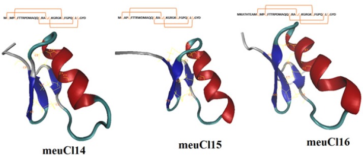 3-D models of meuCl14, meuCl15 and meuCl16 predicted by MODELLER and after simulation with MDFF method. Disulfide bonds (yellow) in meuCl14, meuCl15 and meuCl16 connect β–sheet to α-helix facilitating the folding of peptides into a CSαβ structure