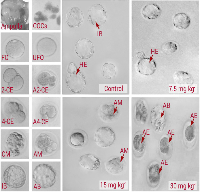 Phase-contrast microscopic view of pre-implantation embryos: Control, 7.5 mg/kg-1 NMC-receiving group (low dose), 15 mg/kg-1 NMC-receiving group (medium dose), and 30 mg/kg-1 NMC-receiving group (high dose). COCs: cumulus-oocyte complexes; FO: Fertilized oocyte; UFO: unfertilized oocyte; 2-CE: 2-cell embryo; A2-CE: arrested 2-cell embryo; 4-CE: 4-cell embryo; A4-CE: arrested 4-cell embryo; CM: compact morula; AM: arrested morula; IB: intact blastocyst; AB: arrested blastocyst; HE: hatched embryo. See normal embryo development in control group with high rate of blastocyst, which is changed with arrested embryoes at different stages of development in NMC-receiving groups. Accordingly, the drop containing embryoes in 30 mg kg-1 group represents severe embryonic arrest at early stages of development