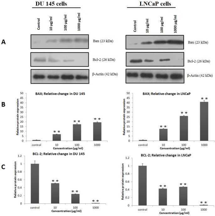 DSAF (Ea) regulated anti-apoptotic and pro-apoptotic proteins in DU‐145 and LNCaP prostate cancer cells. DU‐145 (A) and LNCaP (B) cells were treated with the indicated concentrations of DSAF (Ea) for 48 h and then the expression levels of proteins were assayed by western blotting and corresponding antibodies
