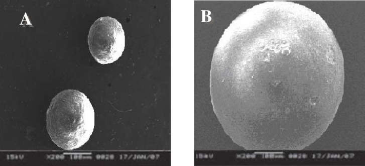 Surface topography of salbutamol sulphate-loaded ethyl cellulose microspheres. A: blank microspheres; B: drug-loaded microspheres