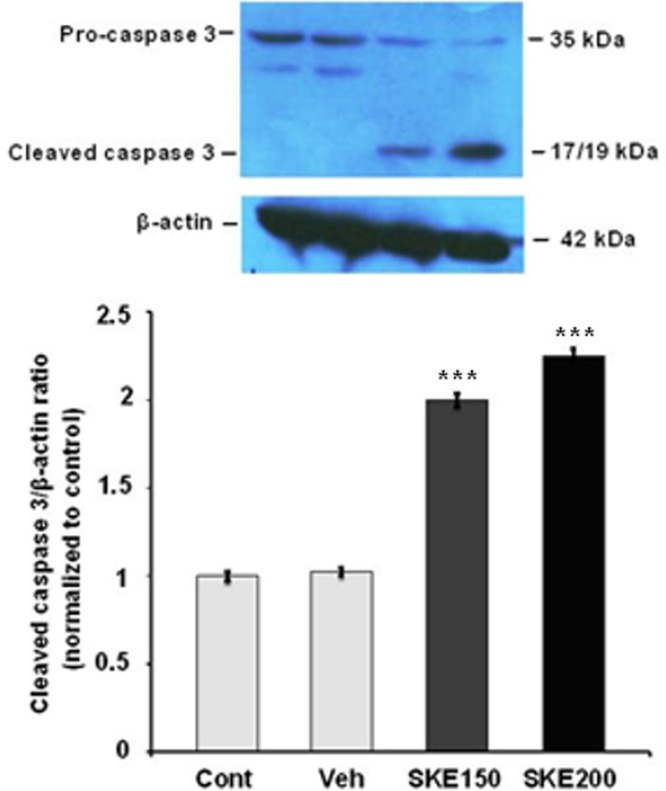 The activation of caspase-3 protein in MCF-7 cells exposed to 150 and 200 μg/mL ofsatureja khuzestanica total extract (SKE) for 24 h. Each value represents the mean ± SEM band density ratio for each group. β-actin was used as an internal control. ***P < 0.01 significantly different versus control and vehicle-treated cells
