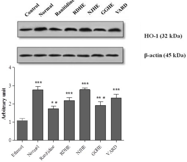 Western blot analysis of RDHE, NJHE, GGHE (20 mg/kg), VARD (45 mg/kg) and ranitidine (50 mg/kg) effects on HO-1 levels in gastric tissue. Proteins separation was conducted on SDS-PAGE, and then proteins blotted, probed with anti-HO-1 antibody and reprobed with anti-β-actin antibody. The densities of HO-1 bands on emerged films were measured and the ratio calculated. *** p < 0.001 significantly different from the control. # p < 0.05 significantly different from NJHE