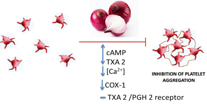 The anti-platelet effects of A. cepa (onion) and its constituents. cAMP: cyclic adenosine monophosphate, COX-1: cyclooxygenase-1, PGH2: prostaglandin H2, TXA2: thromboxane A2