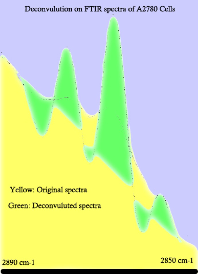 Example of FTIR spectral deconvulotion on human cell lines representing the result on human ovarian adenocarcinoma of OV2008 as one example. Deconvulotion helps to identify the peaks with a higher precision