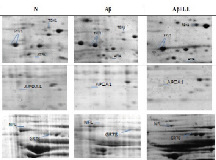 Representative part of two-dimensional gel maps of proteins (N, Aβ and Aβ + LE) that MS-identified spots showing significant alterations in experimental groups are displayed in representative gels with corresponding identities.