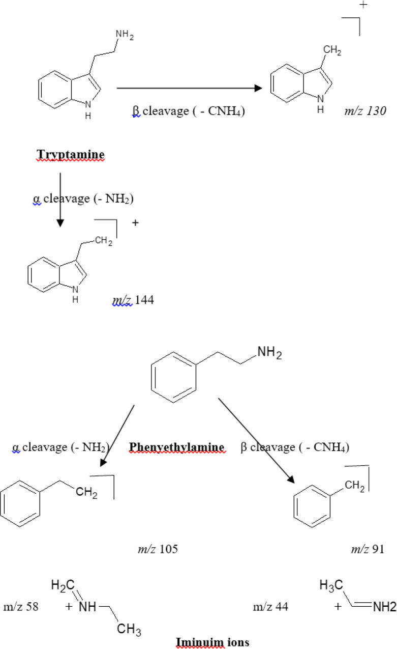 Tryptamine and phenylethylamine fragmentation pattern