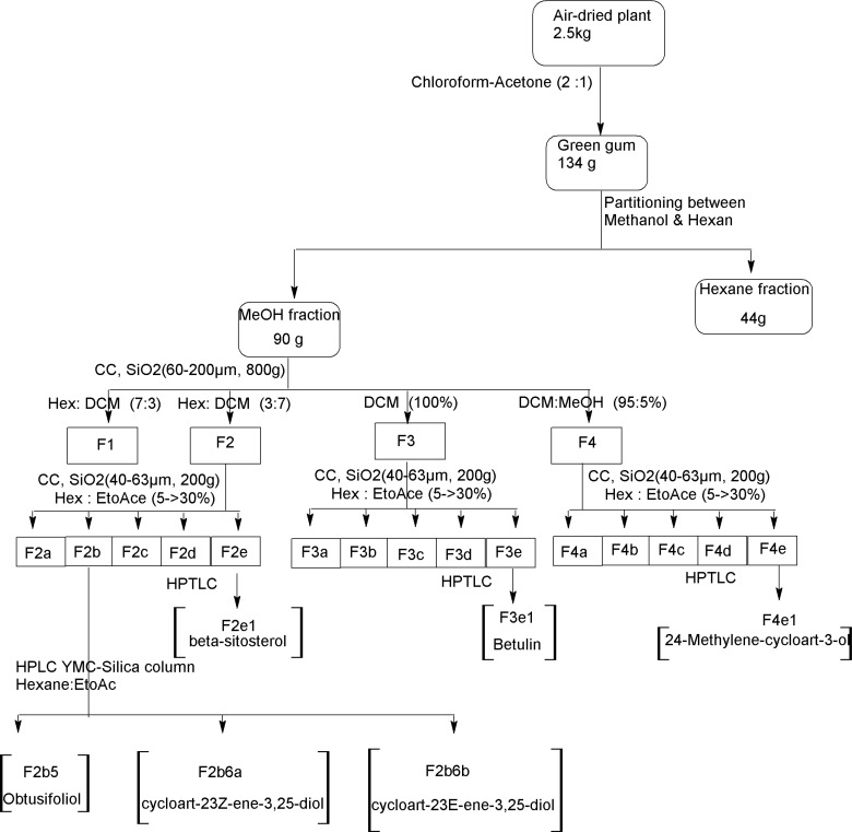 Flowchart representative of extraction and purification processes of triterpenes and steroids from Euphorbia denticulata