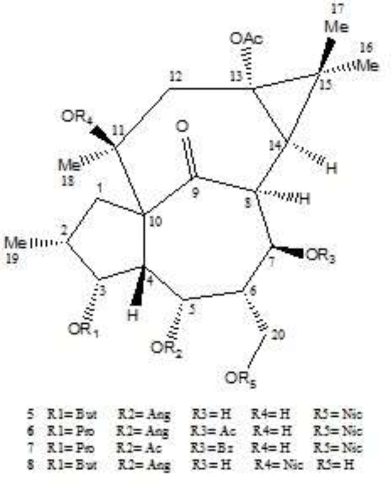 Isolated diterpenes from E. erythradenia. 13-acetyl-3-butanoyl-5-angeloyl-20-nicotinyl-1,2,6,7-tetrahydroingenol (5); 7,13-diacetyl-5-angeloyl-20-nicotinyl-3-propionyl-1,2,6,7-tetrahydroingenol (6); 5,13-diacetyl-7-benzoyl-20-nicotinyl-3-propionyl-1,2,6,7-tetrahydroingenol (7); 13-acetyl-5-angeloyl-11-nicotinyl-3-butanoyl-1,2,6,7-tetrahydroingenol (8).