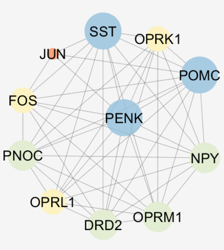 A sub-network including PENK and 10 relevant genes. The nodes are layout based on degree value. Bigger size and blue color refer to more connections. STRING application of Cytoscape is used to construct the sub network