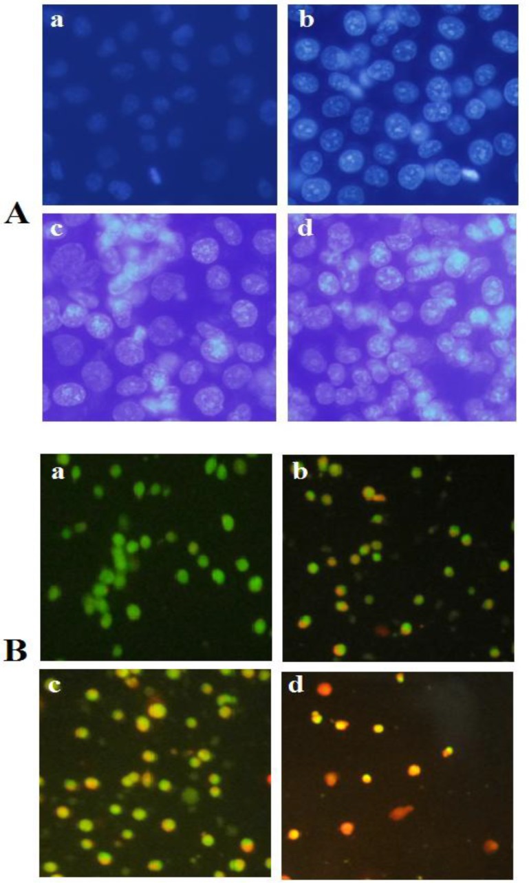 A) Fluorescence profiles of apoptosis induction by brittle star saponin fraction on cervical cancer cells using DAPI staining. (a-d) untreated cancer cells, treatment with 12.5, 25, 50 µg/ml brittle star saponin, respectively ×400. B) Fluorescence micrographs of brittle star saponin fraction on Hela-S3 cancer cells with AO/PI staining.(a-d) untreated cancer cells, treatment with 12.5, 25, 50 µg/ml brittle star saponin fraction. Magnification= ×200