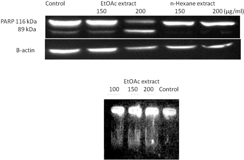 (A) Confirmation of apoptosis mediated cell death in MCF-7 cells through observation of DNA laddering using DNA fragmentation assay on treated cells with EtOAc for 48 h followed by analysis of extracted DNA on 2% (w/v) agarose gel electrophoresis. No distinct fragmentations were observed in control lane indicating the absence of apoptosis as opposed to lanes 2, 3 and 4 (B) PARP degradation was observed in lane 200 μg/mL EtOAc. Equal amounts of cellular proteins were subjected to SDS-PAGE, and PARP degradation from its native form (116 kDa) to the cleaved form (89 kDa) was detected by Western blot analysis