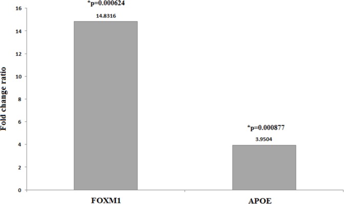 Fold changes ratio of the FOXM1 and APOE expression in patients to the controls. SM-exposed patients showed expression of FOXM1 14.8316 and APOE 3.9504-folds higher (p = 0.000624 and p = 0.000877, respectively) than those of controls that reveal