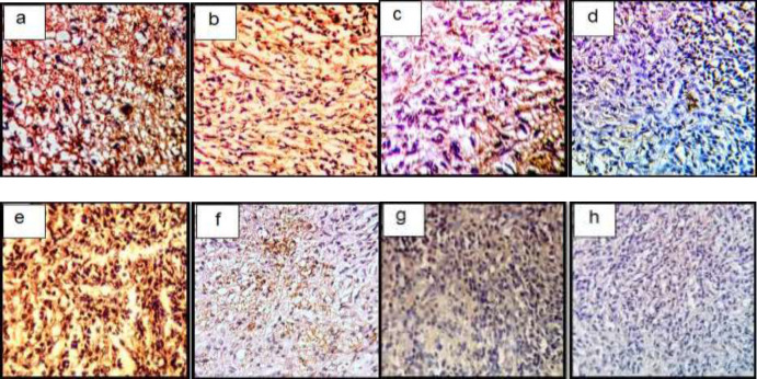 Immunohistochemical sections of neo-cartilage formed by TGF-β3, KGN and ASU in fibrin scaffold cultures after 14 days. Immunostained with anti-type II collagen antibodies (a: TGF-β3, b: KGN, c: ASU and d: Control) and anti-type X collagen antibodies (e: TGF-β3, f: KGN, g: ASU and h: Control) in the rat model, magnification ×40