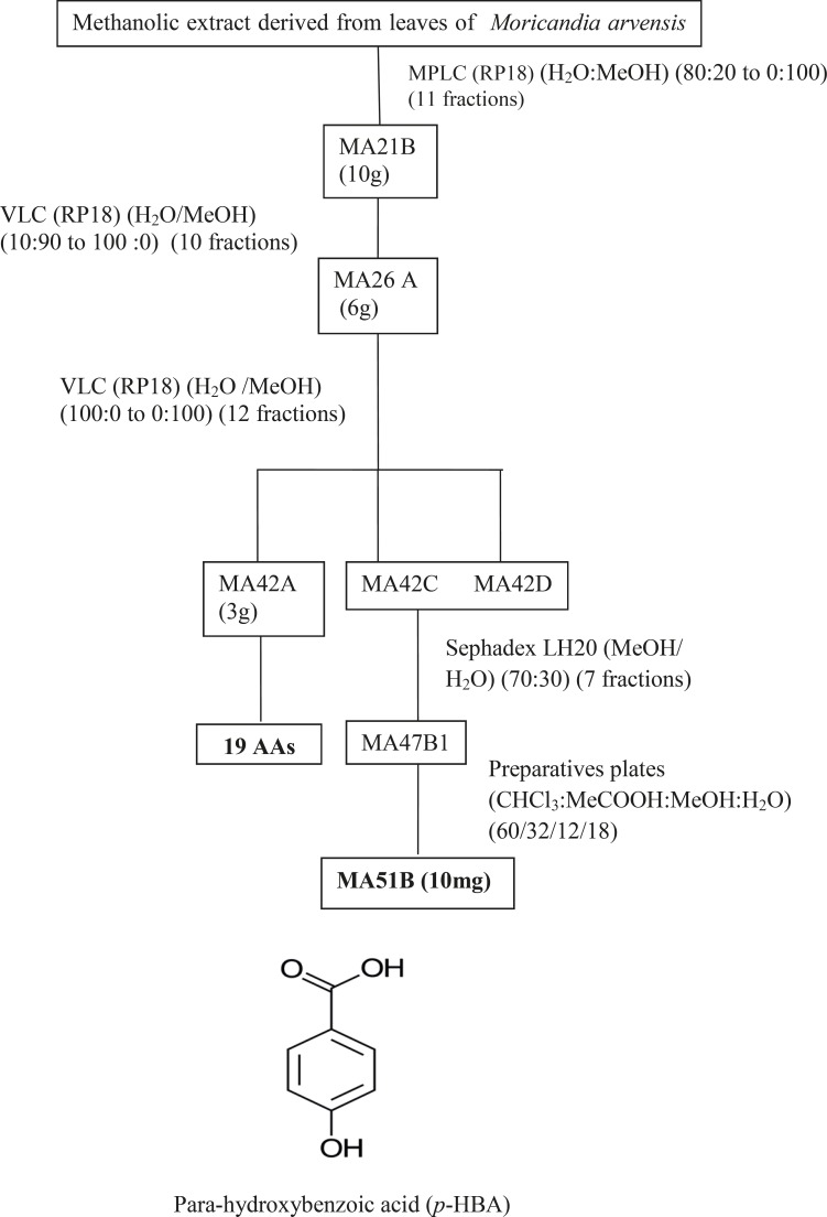 Purification of MA51B resulted from fractionation of MeOHL extract.