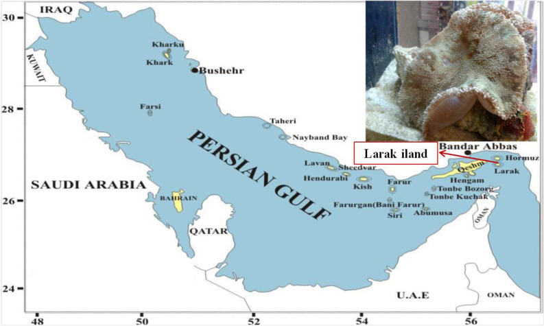 Specimen collection area. Larak Island, the Persian Gulf (26°51'12
