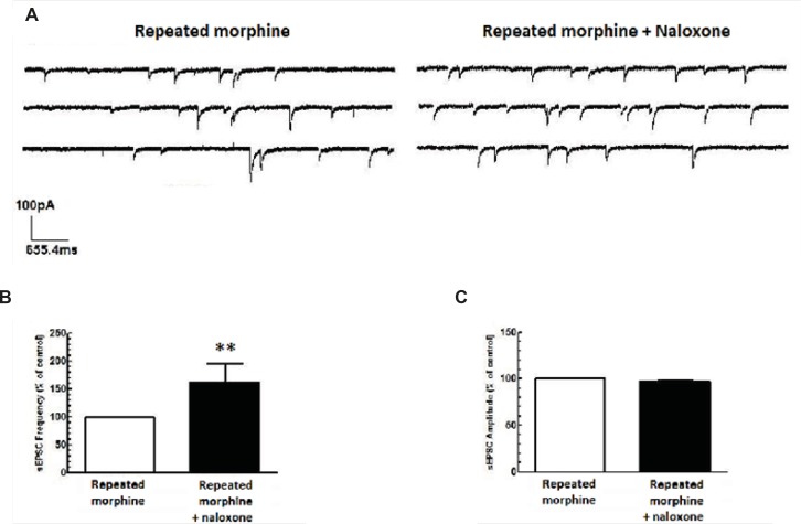 Repeated morphine administration reduced glutamate release in MCNs of SON. (A) The representative traces show the frequency of sEPSCs before and after naloxone application. (B, C) Average changes in sEPSCs frequency and amplitude after bath application of naloxone (50 μM) to brain slices of rats treated with repeated morphine administration (n=5). Naloxone significantly increased sEPSCs frequency (B), but not sEPSCs aplitude (C) compared to repeated morphine group. Each bar represents mean ± SEM.