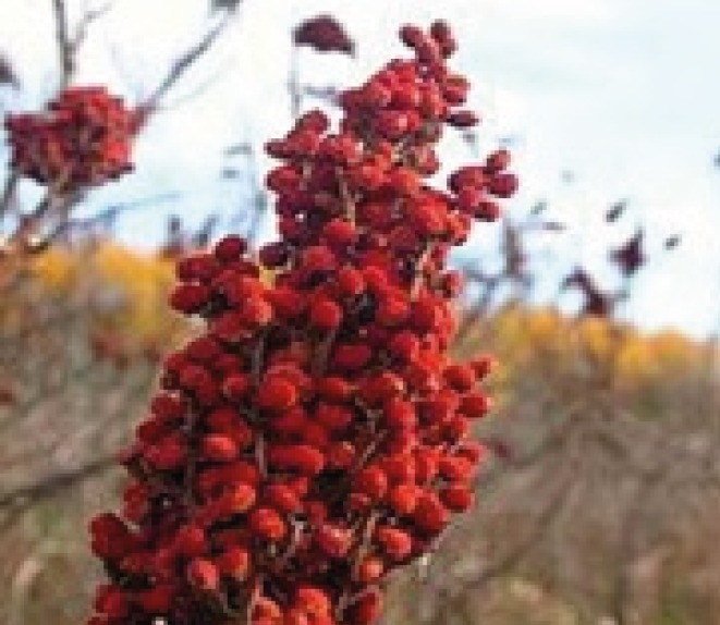 Rhus coriaria fruit (18).