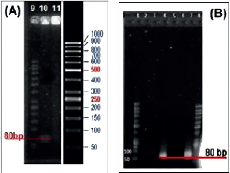 Agarose gel electrophoresis of the conjugated aptamer to MCS-GA nanogels. Lanes 1, 8 and 9 are ladder. Lanes 2 and 3 are unlabeled Apt with MCS after washing. Lane 4 is unlabeled Apt only. Lanes 5 and 6 are FITC labeled Apt with MCS after washing. Lane 7 is FITC labeled Apt only. Lane 10 is unwashed NH2 labeled Apt with MCS and Lane 11 is washed NH2 labeled Apt