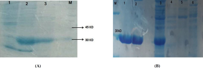(A) Expression of IMe-AGAP protein in E. coli Bl21 strain. Lane 1 is pre-induction culture, lane 2: post- induction soluble form and lane 3 is insoluble fraction of protein extraction. A band around 30 kD is seen in 2 and 3 lines. (B) Purification of IMe-AGAP protein with Ni-NTA column, 1 and 2 are purified elutions. 3 is pre-purification sample. 4 and 5 washing buffer and 6 is sample after purification