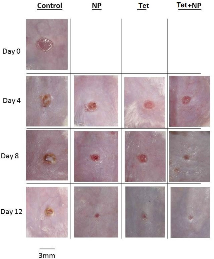 Photograph of wounds in control, NP, NP+Tet and Tet groups on days 0, 4, 8, and 12. Scale bar; 3 mm.