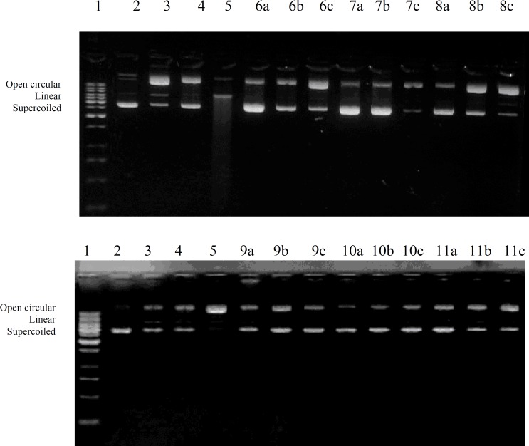 DNA protection affect of crude extract and different fractions of E. wallichii roots.1 = 1Kb DNA Ladder, 2 = Plasmid DNA (pBR 322), 3 = Plasmid DNA treated with FeSO4, 4 = Plasmid DNA treated with H2O2, 5 = Plasmid DNA treated with FeSO4 and H2O2, a= 1000 μg/mL, b = 100 μg/mL, c = 10 μg/mL, 6 = CME, 7 = NHF, 8 = NBF, 9 = CHF, 10 = EAF, 11 = AQF in which a,b,c shows three replicates for each test sample