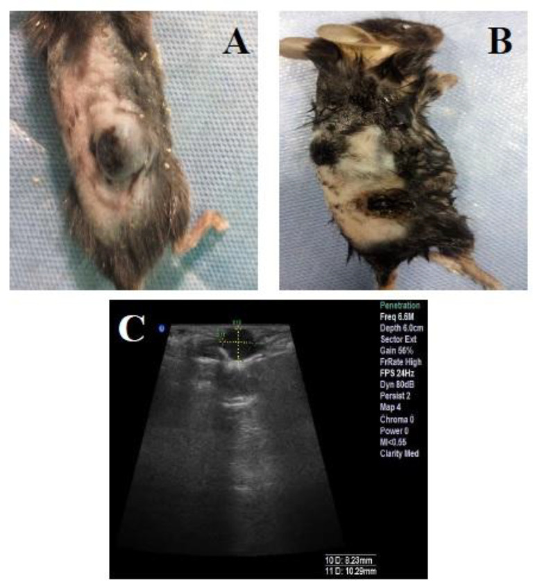Stages of tumor treating in the CNT/Ag group with PTT procedure. (A and C) Photograph and ultrasonography image of a CNT/Ag case before the treatment, respectively. (B) Photograph of the mouse four days after the treatment (sonography was not possible four days after the treatment).